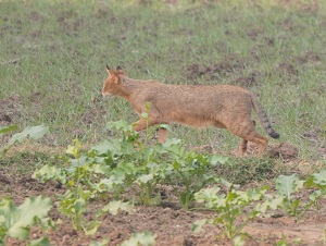 Jungle Cat (जंगल बिल्ली)